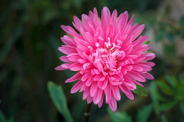 Acercamiento de la cabeza de un aster rojo en el fondo natural borroso