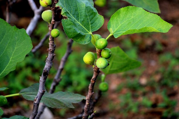 Acercamiento del campo de frutos de higo frutos de higo