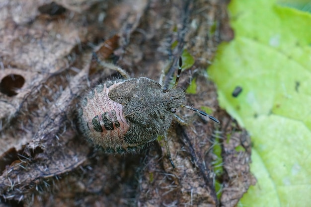 Acercamiento a la etapa de ninfa peluda del insecto endrino, Dolycoris ba