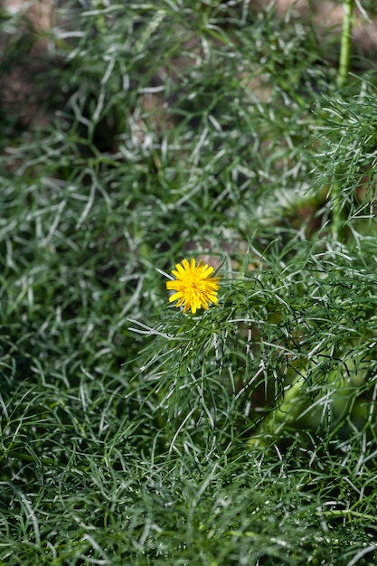 Acercamiento de una flor de diente de león amarillo sobre fondo verde natural taraxacum officinale