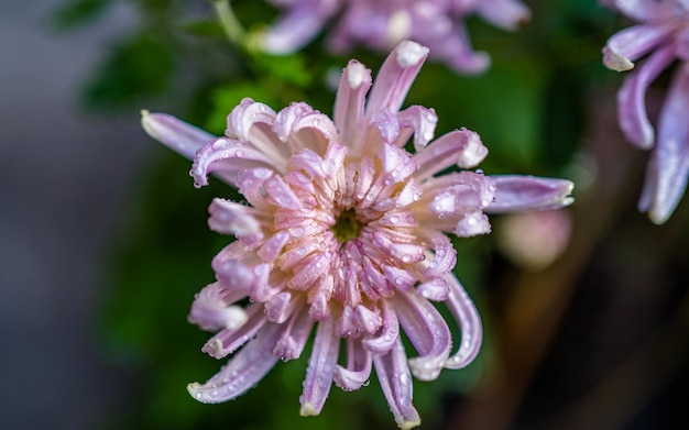 Acercamiento de la flor de la flor en el patio de Nepal.