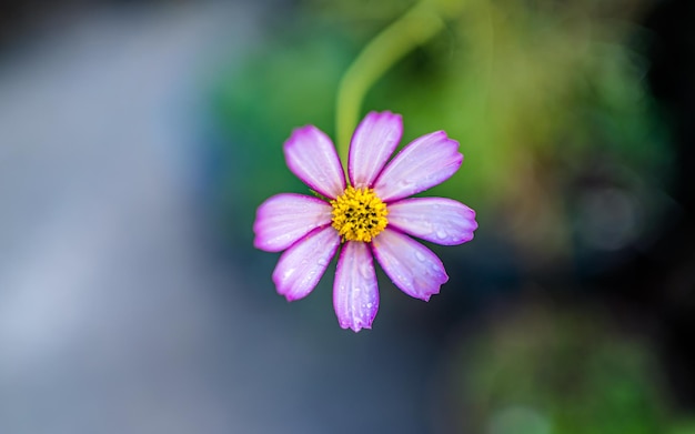 Acercamiento de la flor de la flor en el patio de Nepal.