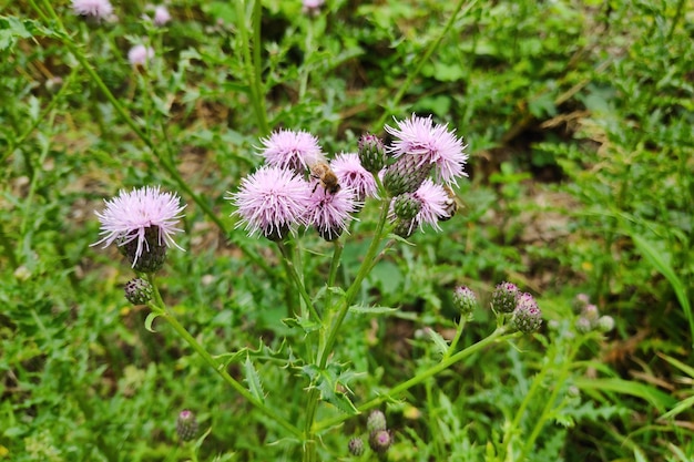 Acercamiento a las flores de cardo forrajeadas por las abejas