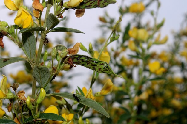 Acercamiento de las flores de Pigeon pea