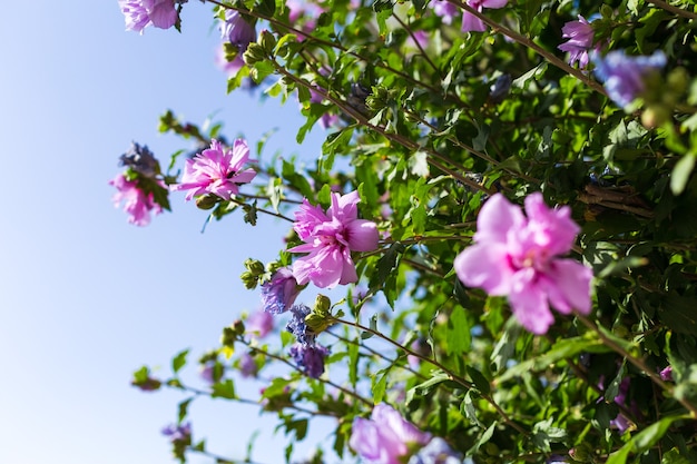 Acercamiento de una hoja verde de la naturaleza con flores de color púrpura Hibiscus syriacus contra un cielo azul