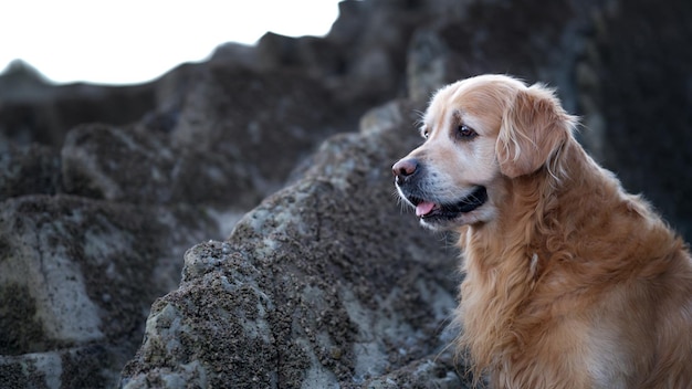 Acercamiento con el joven Golden Retriever mirando hacia otro lado