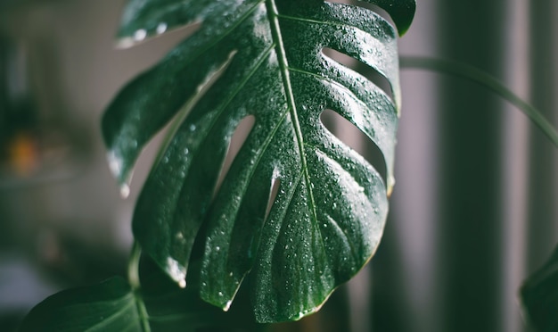 Acercamiento de la planta de hojas de monstera en casa