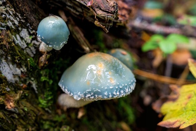 Foto acercamiento de la stropharia aeruginosa o el hongo agárico verdigris