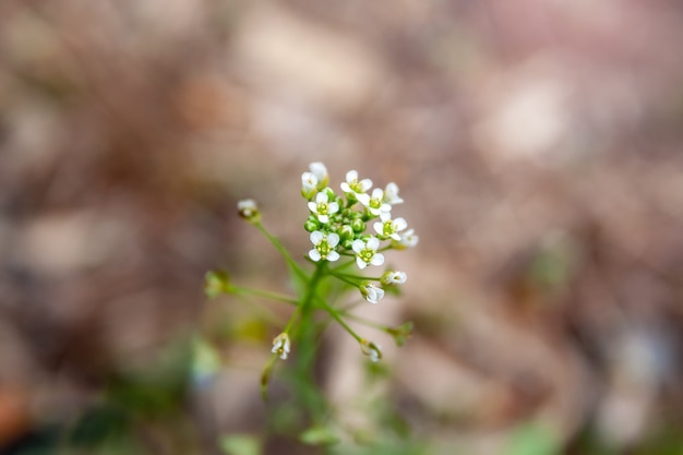 Acercamiento de una tierna planta con tallos finos y flores blancas contra un fondo marrón claro borroso