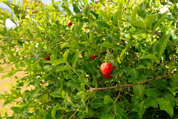 Acerola cereza roja orgánica en luz natural con fondo de follaje verde