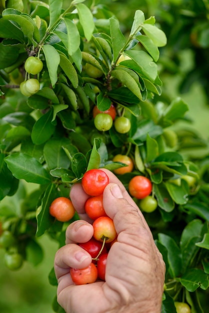 Acerola fruta orgánica cosechada manualmente agricultura brasileña