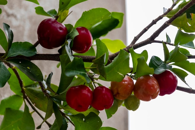 Acerola hermosa y sabrosa (Malpighia emarginata) en el árbol. Frutas dulces y sabrosas, ideales para hacer jugo y comer frescas. Originario de las Antillas, Centro, Norte y Sur América.