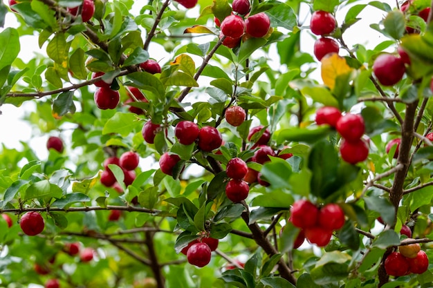 Acerola hermosa y sabrosa (Malpighia emarginata) en el árbol. Frutas dulces y sabrosas, ideales para hacer jugo y comer frescas. Originario de las Antillas, Centro, Norte y Sur América.