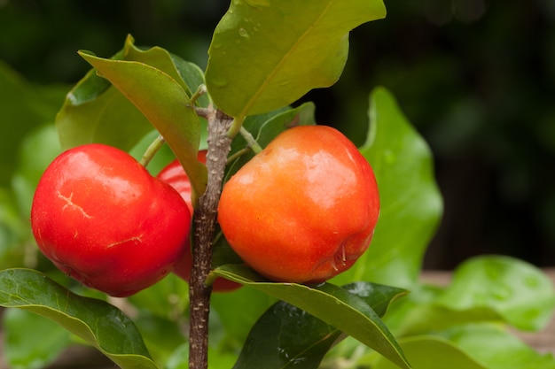 Acerola-Kirsche von Thailand auf Holz. Wählen Sie Fokus, Barbados Kirsche