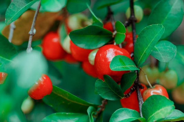 Acerolafrüchte auf Garten