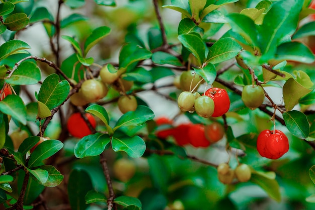 Acerolafrüchte auf Garten