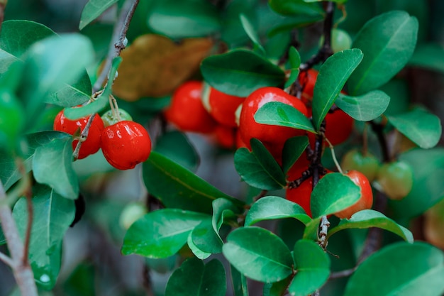 Acerolafrüchte auf Garten