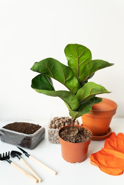 Acessórios para transplantar um vaso de flores-ficus lyrata. Planta caseira em vaso ficus lyrata. Jardinagem em casa. Plantas que são purificadores de ar.