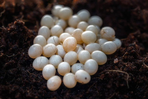 Achatina caracol huevos blancos en el suelo