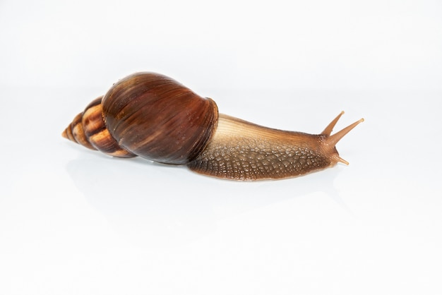 Achatina Schnecke isoliert