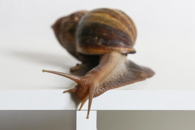 Achatinas Schnecke sitzt auf der Kante eines weißen Tisches