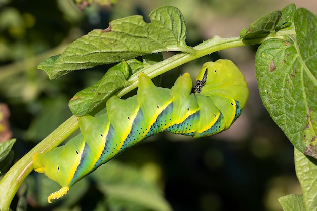 Foto acherontia atropos raupe auf horizontaler makrofotografie der kartoffelpflanze