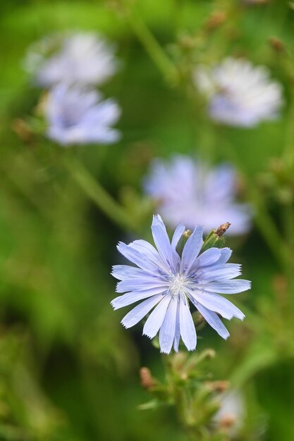 Achicoria floreciente