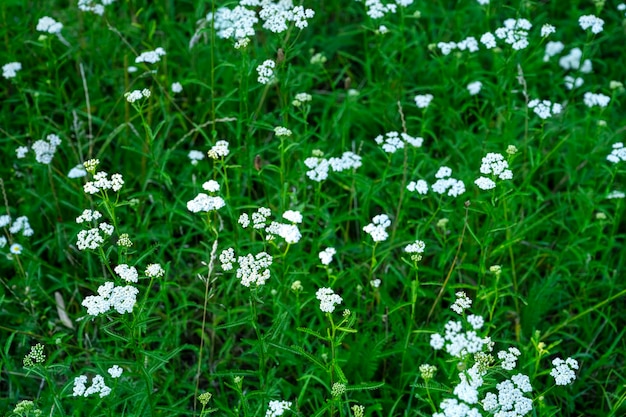 Achillea millefolium. erva medicinal Yarrow