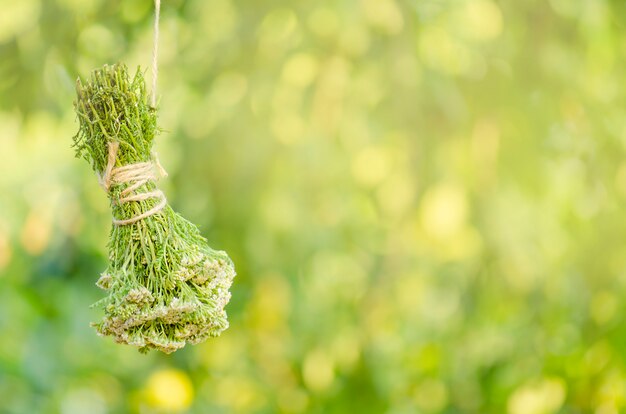 Achillea Millefolium oder Schafgarbe Pflanze