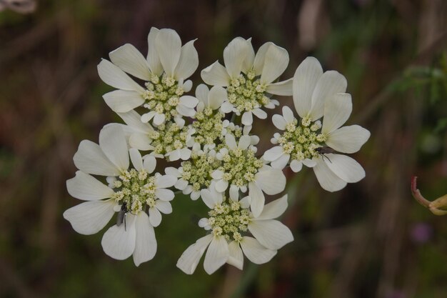 Foto achillea millefolium