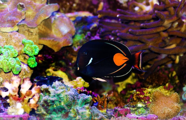 Achilles-Chirurgenfisch Tang - (Acanthurus achilles)