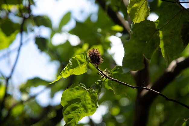 Achiote Bixa orellana ist ein großer Strauch oder kleiner Baum, der stachelige rote Früchte produziert