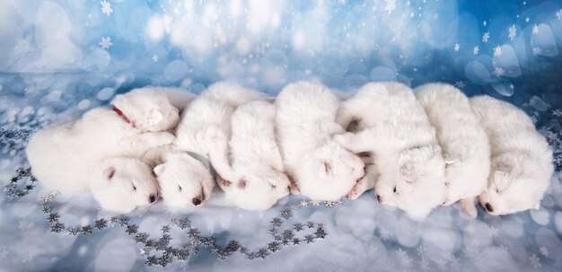 Acht Welpen, weiße, flauschige, kleine, samoyed-Hunde schlafen auf blauem Hintergrund