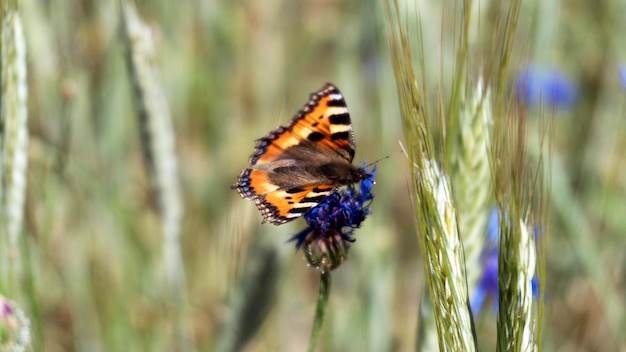 Aciano azul con mariposa en el campo en un caluroso día de verano.