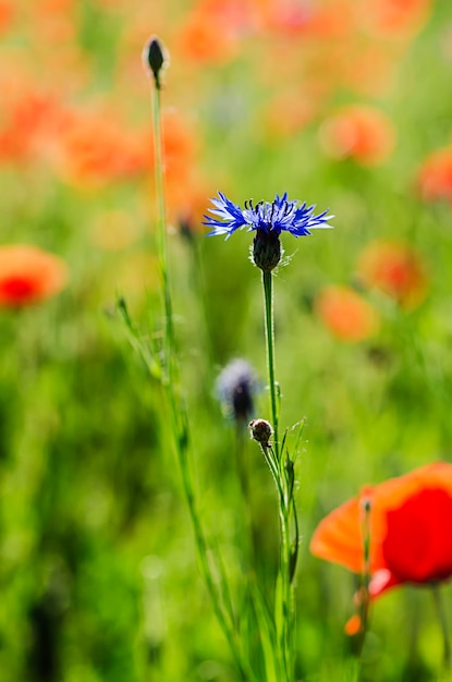 Aciano azul salvaje en el prado verde, fondo floral natural
