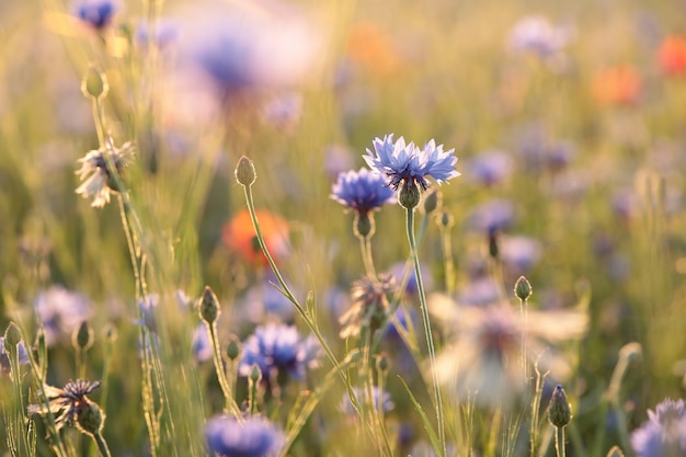 Aciano en el campo al atardecer