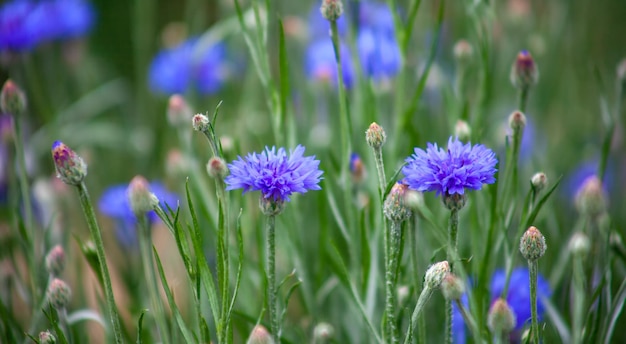 Aciano Centaurea cyanus Asteraceae Flores azules de aciano crecen densamente en el jardín