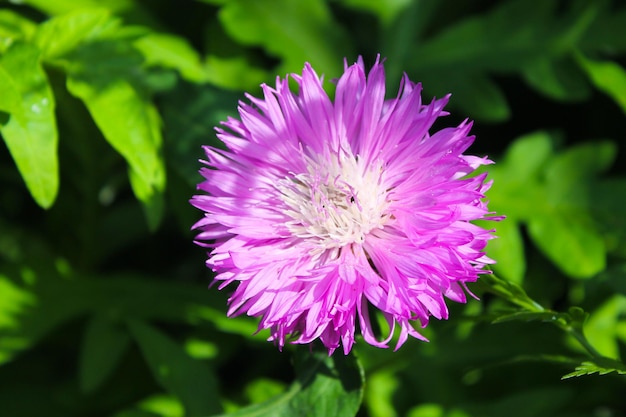 Aciano Centaurea dealbata en jardín