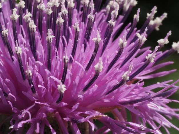 un aciano en flor en un prado de verano