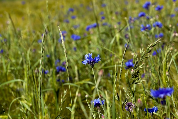 Acianos azules que crecen en un campo agrícola, acianos azules en verano