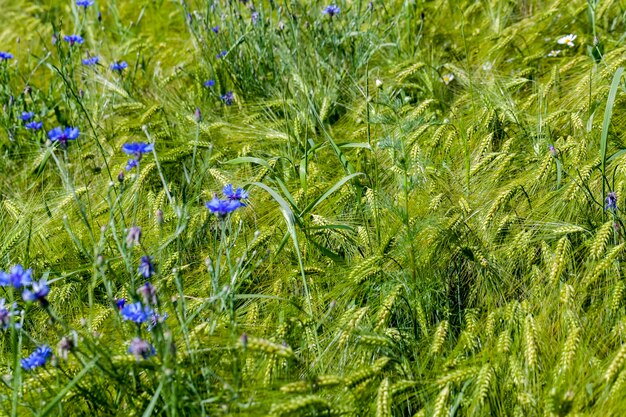 Acianos azules que crecen en verano