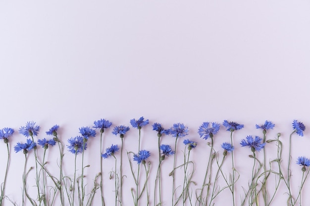 Acianos azules sobre fondo blanco Composición de flores de vista superior plana minimalista