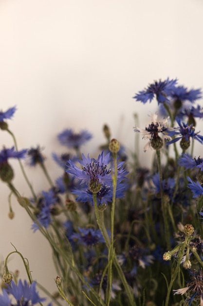 Acianos azules sobre fondo blanco Composición de flores