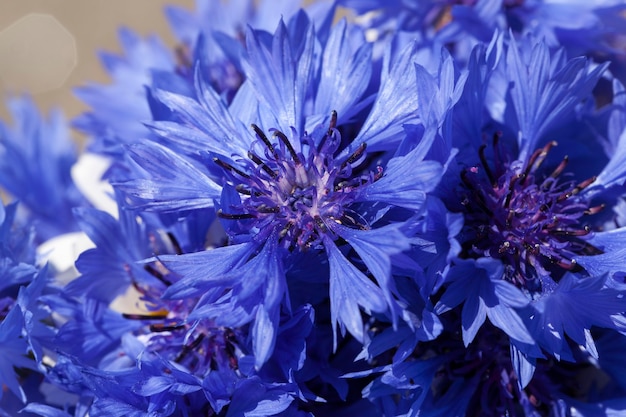 Acianos azules en el verano, flores azules que crecen en los campos en el verano