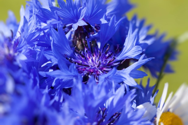 Acianos azules en el verano, flores azules que crecen en los campos en el verano