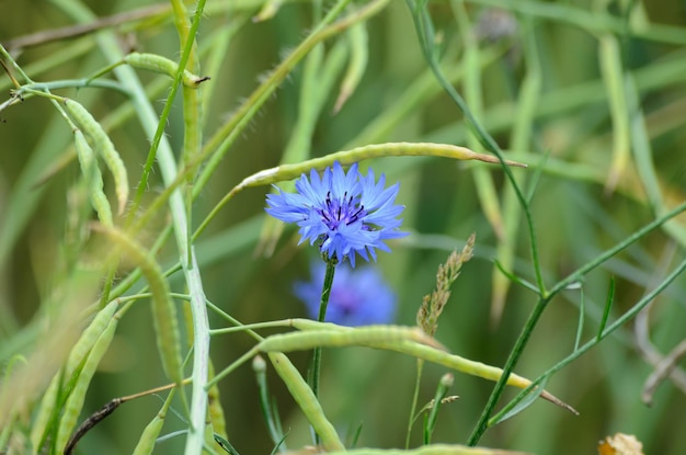 acianos de pradera florecientes en el campo de un agricultor