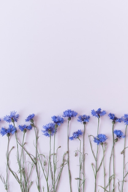 Acianos sobre fondo azul con espacio de copia Composición de flores