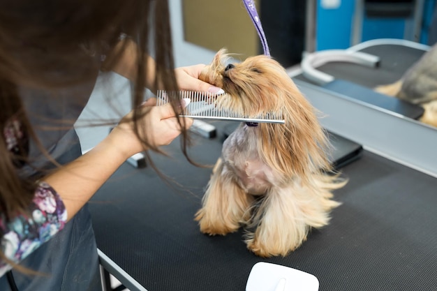 Foto acicalar animales acicalar secar y peinar perros peinar lana