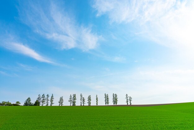 Ackerland Baumreihe auf einem Hügel mit blauem Himmel als Hintergrund an einem sonnigen Tag Naturlandschaft