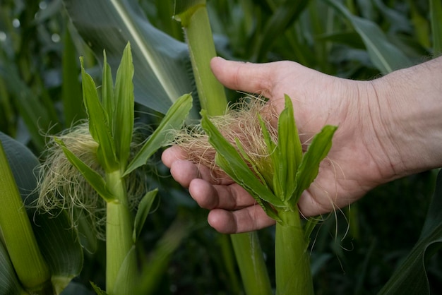 Ackerland der grünen Maisfarm Maisstroh Nahaufnahme bebaute Felder Tapete Minimalistische Landschaft Die Schönheit der Erde Die Hand des Bauern hält den Maiskolben